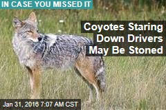 Coyotes Staring Down Calif. Drivers, May Be Trippin&#39;