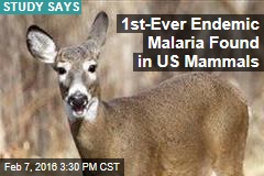 American Deer Rife With Malaria