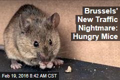 Brussels&#39; New Traffic Nightmare: Hungry Mice