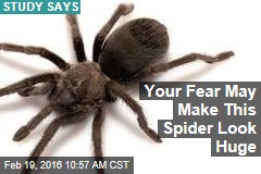 Your Fear May Make This Spider Look Huge