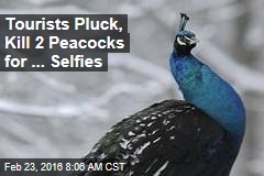 Tourists Pluck, Kill 2 Peacocks for ... Selfies