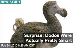 Surprise: Dodos Were Actually Pretty Smart