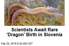Scientists Await Rare &#39;Dragon&#39; Birth in Slovenia