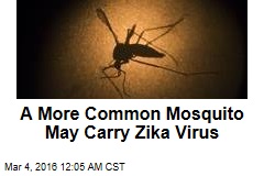 More Common Mosquito May Carry Zika Virus