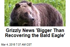 Grizzly News &#39;Bigger Than Recovering the Bald Eagle&#39;