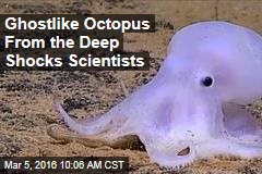Ghostlike Octopus From the Deep Shocks Scientists