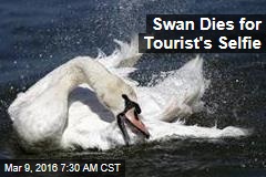 Swan Dies for Tourist&#39;s Selfie