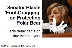 Senator Blasts 'Foot-Dragging' on Protecting Polar Bear