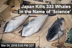 Japan Kills 333 Whales in the Name of &#39;Science&#39;