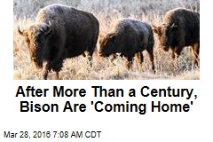 After More Than a Century, Bison Are &#39;Coming Home&#39;