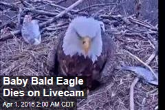 Baby Bald Eagle Dies on LiveCam