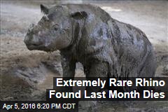 Extremely Rare Rhino Found Last Month Dies