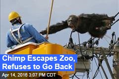 Chimp Escapes Zoo, Refuses to Go Back