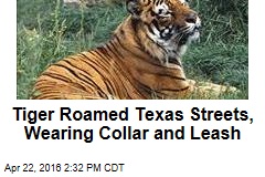Tiger Roamed Texas Streets, Wearing Collar and Leash