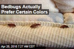 Bedbugs Would Rather Hide in Your Red Sheets, Please