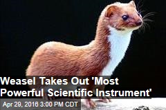 Weasel Takes Out &#39;Most Powerful Scientific Instrument&#39;