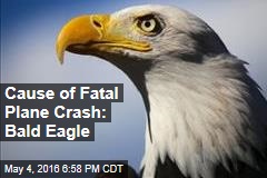 Cause of Fatal Plane Crash: Bald Eagle