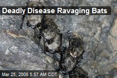 Deadly Disease Ravaging Bats