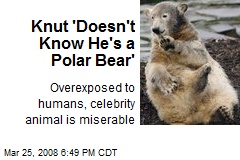 Knut 'Doesn't Know He's a Polar Bear'