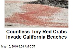 Scores of Tiny Red Crabs Invade California Beaches