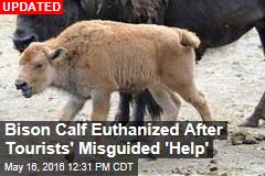 Tourists Fear Young Bison Is Cold, Load It Into SUV