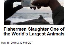 Fishermen Slaughter One of the World&#39;s Largest Animals