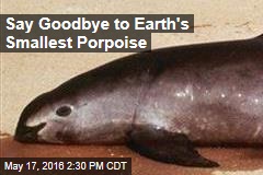 &#39;Smirking&#39; Porpoise About to Go Extinct