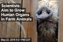 Scientists: We&#39;re Growing Human Organs in Farm Animals