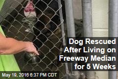 Dog Rescued After Living on Freeway Median for 5 Weeks