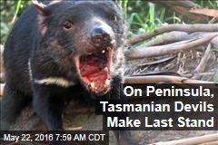 On Peninsula, Tasmanian Devils Make Last Stand