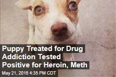 Puppy Treated for Drug Addiction Tested Positive for Heroin, Meth