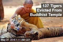 137 Tigers Evicted From Buddhist Temple