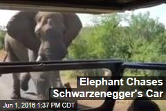 Elephant Chases Schwarzenegger&#39;s Car