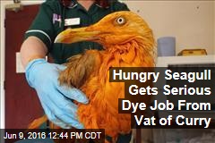 Hungry Seagull Gets Serious Dye Job From Vat of Curry