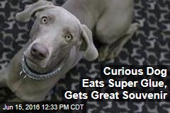 Curious Dog Eats Super Glue, Gets Great Souvenir