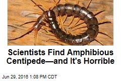 Scientists Find Amphibious Centipede&mdash;and It&#39;s Horrible