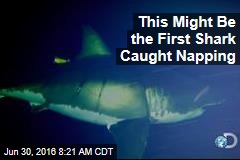 This Might Be the First Shark Caught Napping