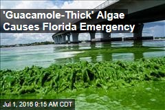 &#39;Guacamole-Thick&#39; Algae Causes Florida Emergency
