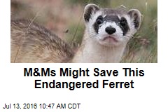 M&amp;Ms Might Save This Endangered Ferret