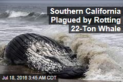 Same Dead Whale Washes Up in Calif. Yet Again