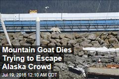 Mountain Goat Dies Trying to Escape Alaska Crowd