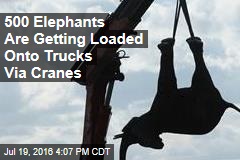 500 Elephants Are Getting Loaded Onto Trucks Via Cranes