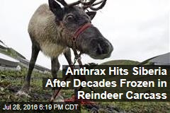 Anthrax Hits Siberia After Decades Frozen in Reindeer Carcass