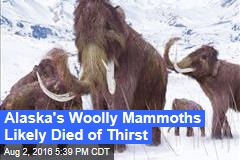 Alaska&#39;s Woolly Mammoths Likely Died of Thirst