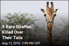 3 Rare Giraffes Killed Over Their Tails