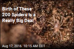 Birth of These 200 Spiders Is a Really Big Deal