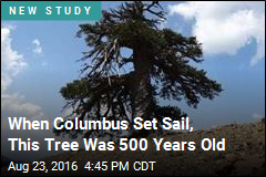 When Columbus Set Sail, This Tree Was 500 Years Old