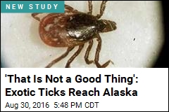 &#39;That Is Not a Good Thing&#39;: Exotic Ticks Reach Alaska