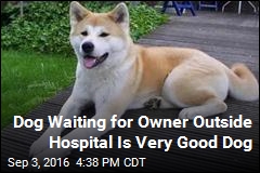 Loyal Dog Waits Days Outside Hospital for Owner