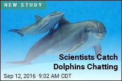 Scientists Catch Dolphins Chatting